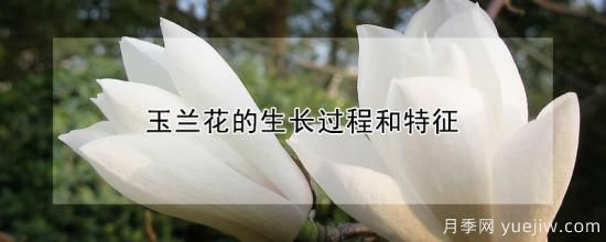 玉蘭花的生長過程和特征(圖1)