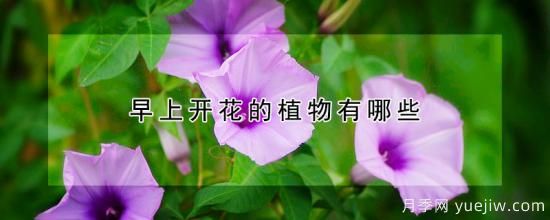 早上開花的植物有哪些(圖1)