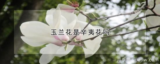 玉蘭花是辛夷花嗎(圖1)