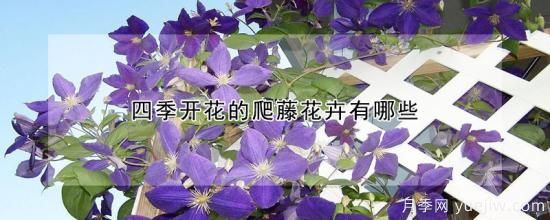 四季開花的爬藤花卉有哪些(圖1)