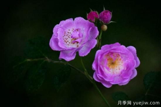 薔薇花和月季花的區(qū)別(圖3)