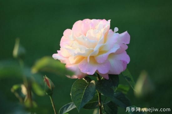 薔薇花和月季花的區(qū)別(圖2)