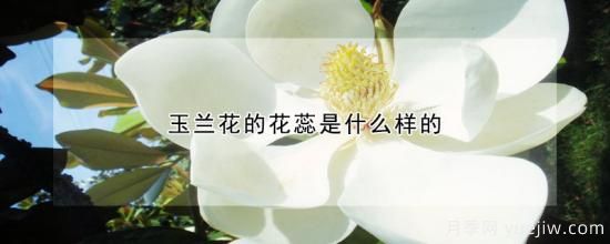 玉蘭花的花蕊是什么樣的(圖1)