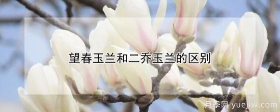 望春玉蘭和二喬玉蘭的區(qū)別(圖1)