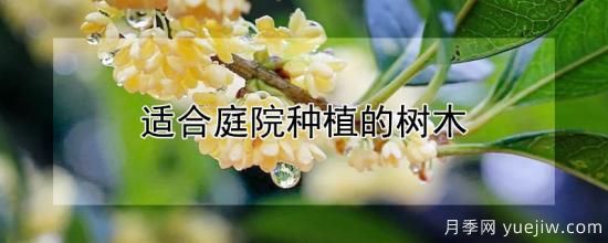 適合庭院種植的樹木(圖1)