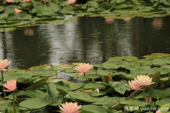 夏天開的花有哪些(圖3)