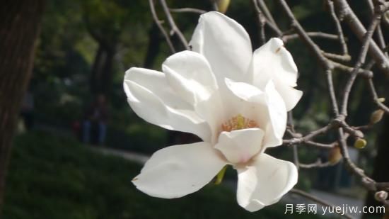 白玉蘭花的寓意是什么(圖1)