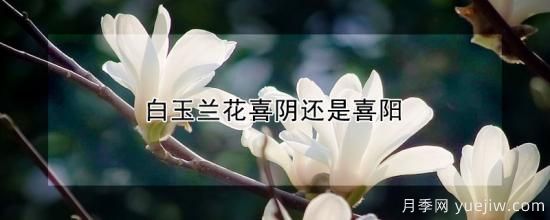 白玉蘭花喜陰還是喜陽(圖1)