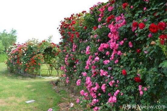 月季花有幾種顏色，月季花品種圖片大全(圖5)