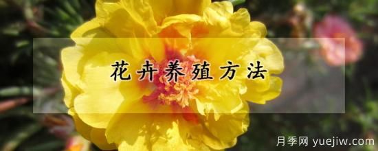 花卉養(yǎng)殖方法(圖1)