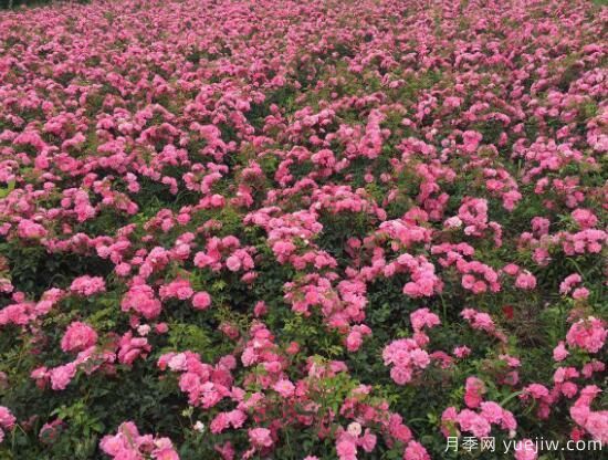 月季花有幾種顏色，月季花品種圖片大全(圖7)