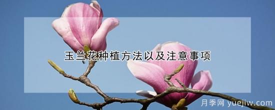 玉蘭花種植方法以及注意事項(xiàng)(圖1)