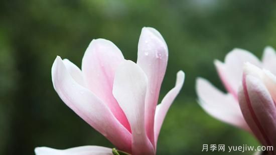 玉蘭花的養(yǎng)殖方法和注意事項(圖1)