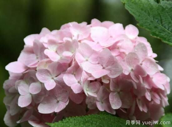 繡球花有哪些品種，繡球花品種圖片大全(圖11)