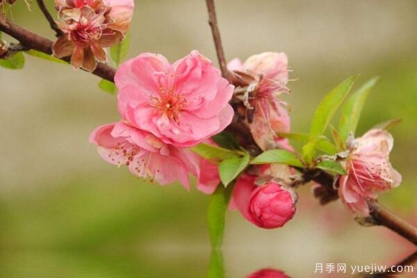 桃花的蟲(chóng)害防治大全，紅蜘蛛的危害非常嚴(yán)重(圖3)