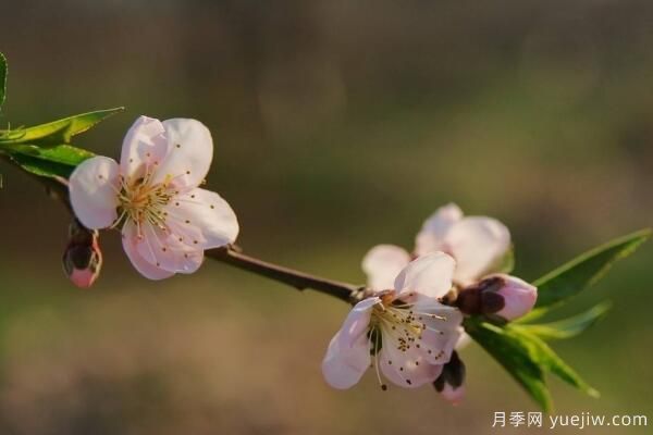 桃花的蟲(chóng)害防治大全，紅蜘蛛的危害非常嚴(yán)重(圖4)