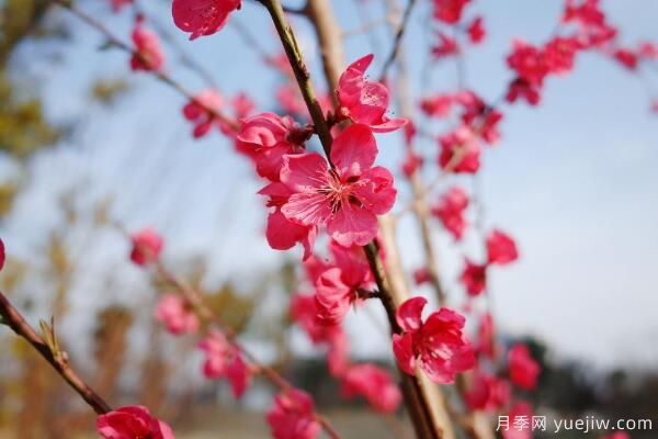 桃花的蟲(chóng)害防治大全，紅蜘蛛的危害非常嚴(yán)重(圖1)