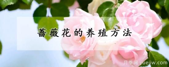 薔薇花的養(yǎng)殖方法(圖1)