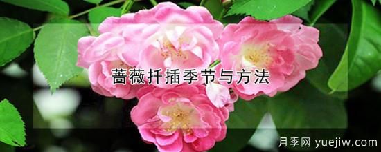 薔薇扦插季節(jié)與方法(圖1)