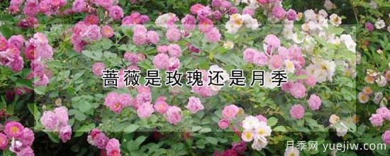 薔薇是玫瑰還是月季(圖1)