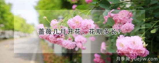 薔薇幾月開(kāi)花、花期多長(zhǎng)？(圖1)