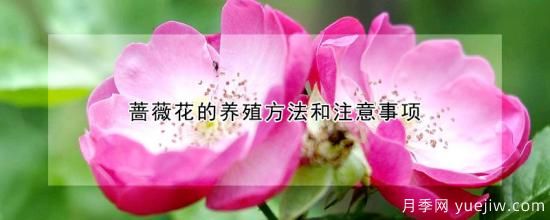 薔薇花的養(yǎng)殖方法和注意事項(xiàng)(圖1)