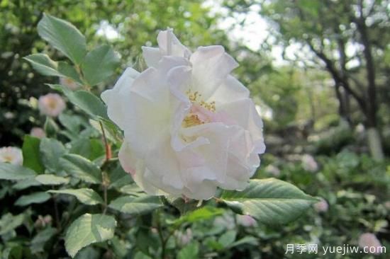 粉色薔薇花的花語，以及薔薇花花語大全(圖4)