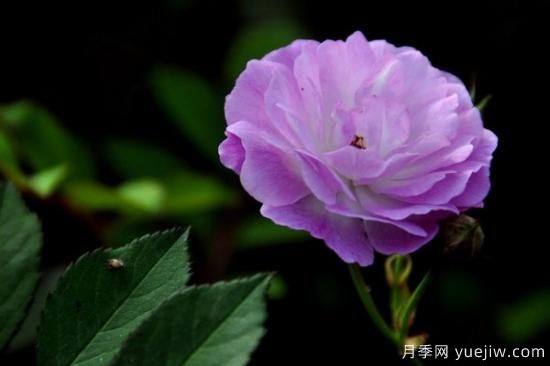 粉色薔薇花的花語，以及薔薇花花語大全(圖2)