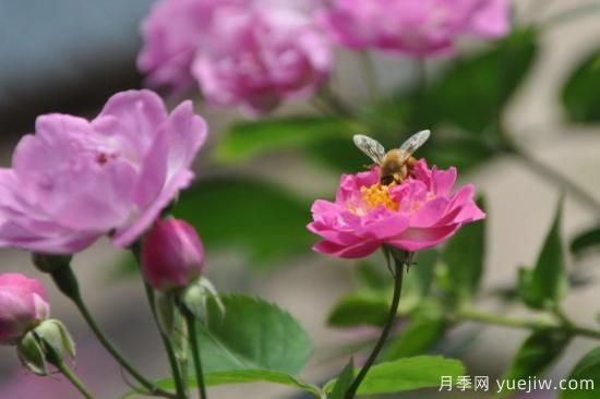 薔薇花種多長(zhǎng)時(shí)間才開(kāi)花(圖1)