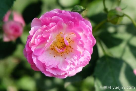 薔薇花如何扦插(圖1)