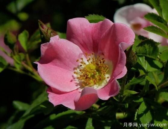 八大薔薇花品種圖片大全(圖8)