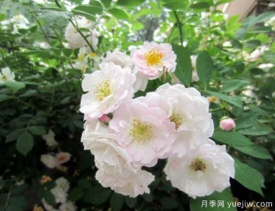 薔薇花的花語(yǔ)大全，細(xì)數(shù)薔薇花九大品種花語(yǔ)(圖3)