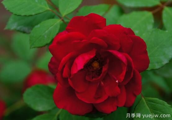 薔薇花的花語(yǔ)大全，細(xì)數(shù)薔薇花九大品種花語(yǔ)(圖1)