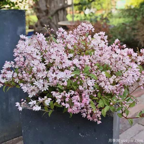 幾種讓花園充滿浪漫色彩的粉色花卉，滿足少女心(圖3)