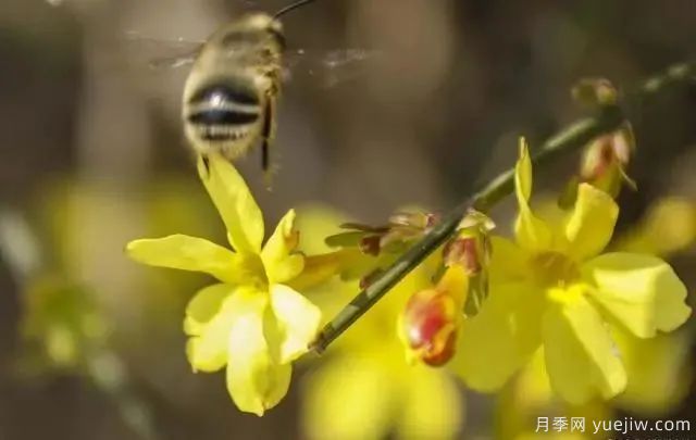 秋天不能修剪的七種花卉，容易剪掉花芽不開(kāi)花！(圖3)