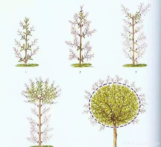 如何做好園林植物的立體造型(圖3)