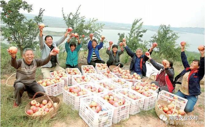 南陽淅川：萬畝石榴喜豐收 直播助農(nóng)甜萬家(圖1)