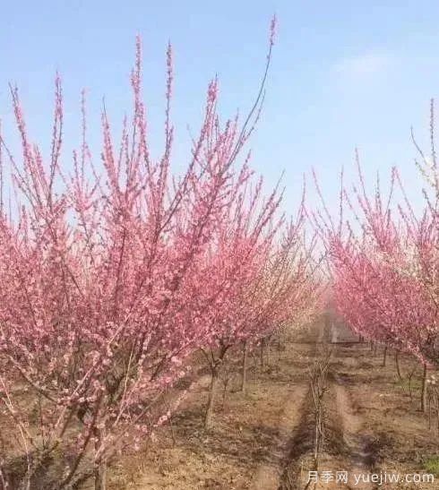 紅梅小苗什么時(shí)候栽植移栽比較好(圖1)