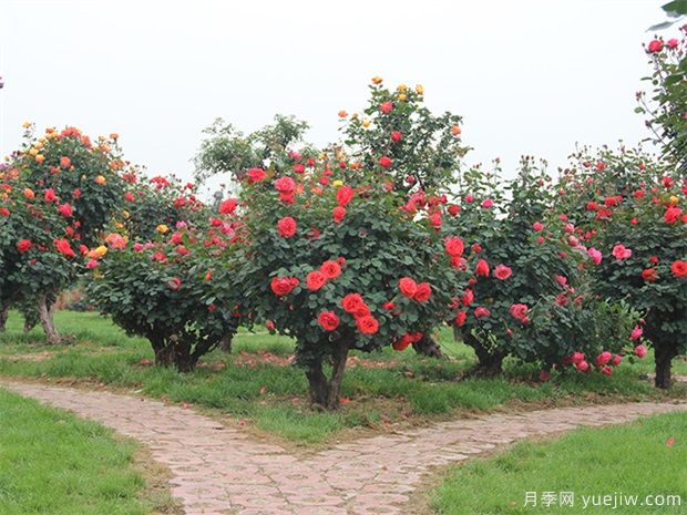 植物設計師在景觀設計中的地位和角色(圖1)