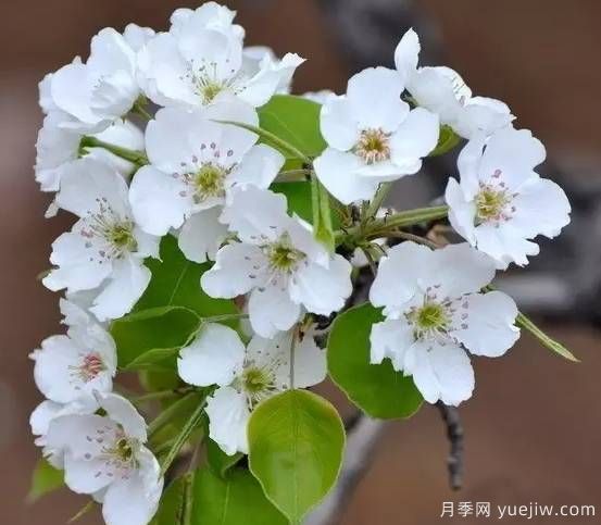 桃花，杏花，櫻花，梨花，李花，海棠花傻傻分不清？(圖10)