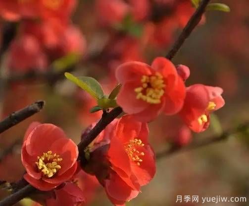 桃花，杏花，櫻花，梨花，李花，海棠花傻傻分不清？(圖15)