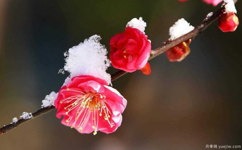 桃花，杏花，櫻花，梨花，李花，海棠花傻傻分不清？(圖9)