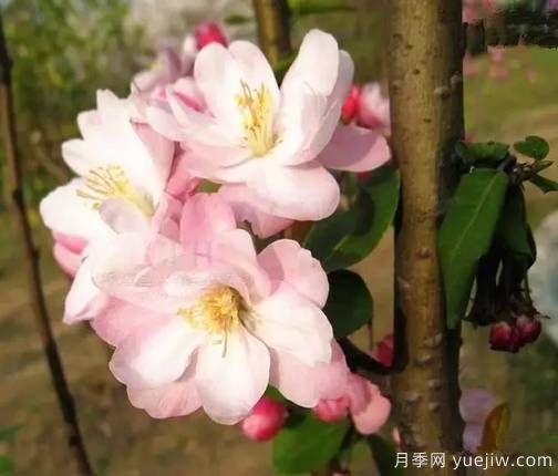 桃花，杏花，櫻花，梨花，李花，海棠花傻傻分不清？(圖13)