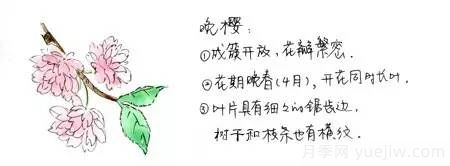 桃花，杏花，櫻花，梨花，李花，海棠花傻傻分不清？(圖6)