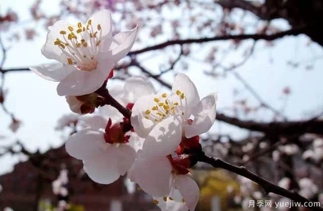 桃花，杏花，櫻花，梨花，李花，海棠花傻傻分不清？(圖20)