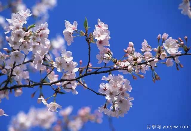 桃花，杏花，櫻花，梨花，李花，海棠花傻傻分不清？(圖21)