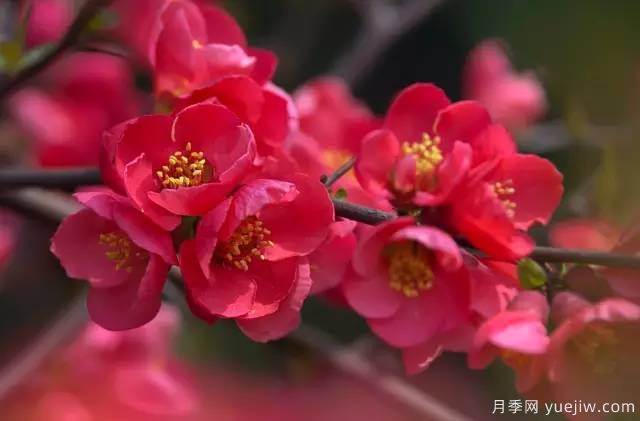 桃花，杏花，櫻花，梨花，李花，海棠花傻傻分不清？(圖24)