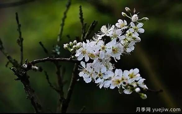 桃花，杏花，櫻花，梨花，李花，海棠花傻傻分不清？(圖22)