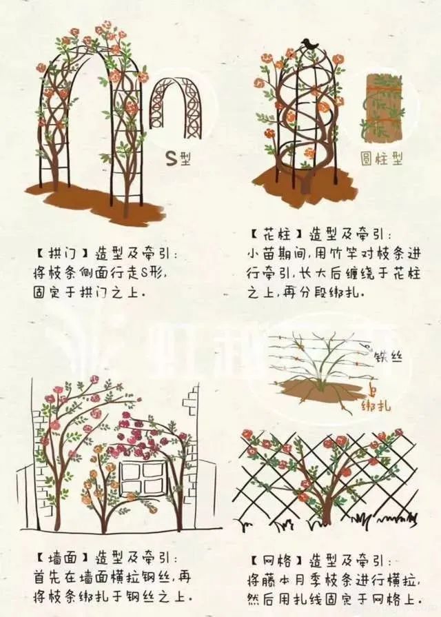 冬季月季修剪技術(shù)要點(圖4)