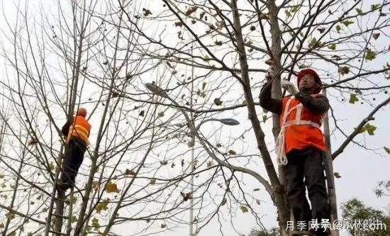 12月份園林養(yǎng)護如何做，才能給全年養(yǎng)護做個好結(jié)尾(圖2)